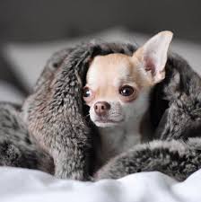 Miles Travel Blanket Arctic Faux Fur M